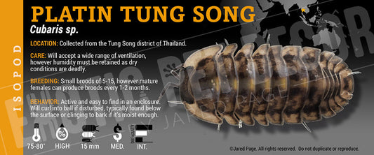 Cubaris sp 'Platin Tung Song' isopod label