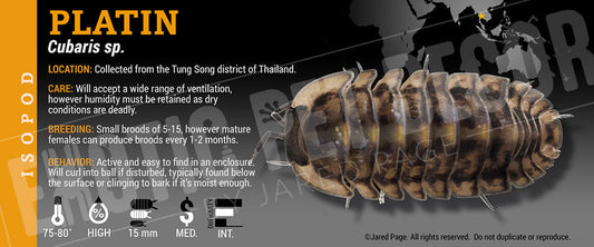 Cubaris sp 'Platin' isopod label