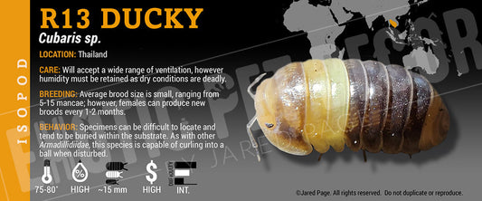 Cubaris sp 'R13' isopod label