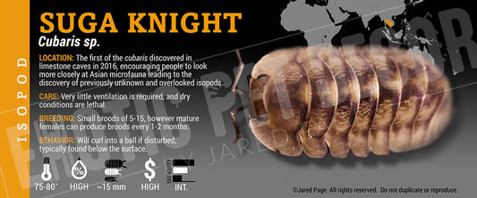 Cubaris sp 'Suga Knight Death' isopod label