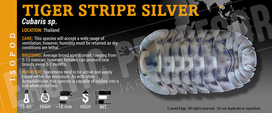 Cubaris sp 'Tiger Stripe Silver' isopod label