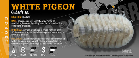 Cubaris sp 'White Pigeon' isopod label