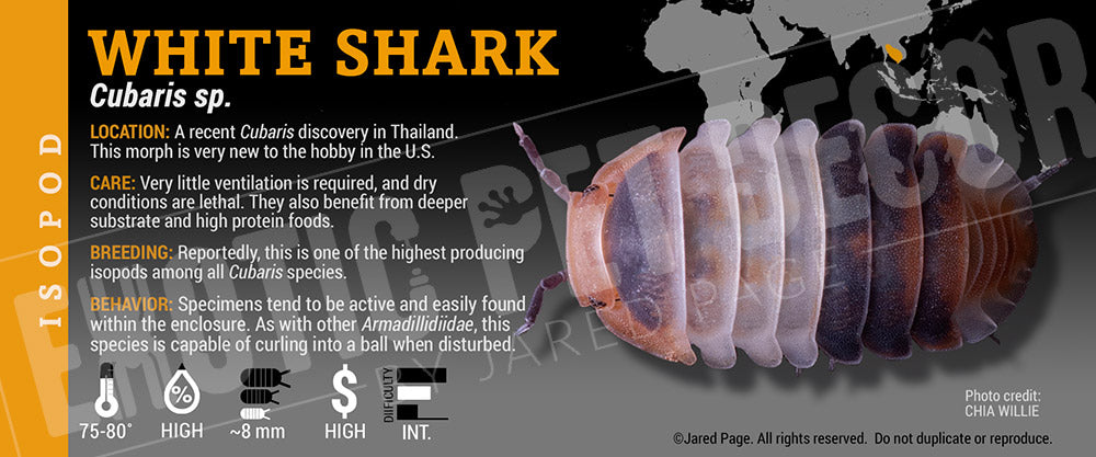 Cubaris sp 'White Shark' isopod label