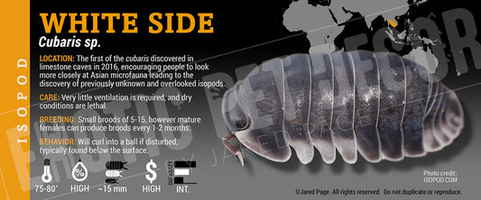 Cubaris sp 'White Side' isopod label