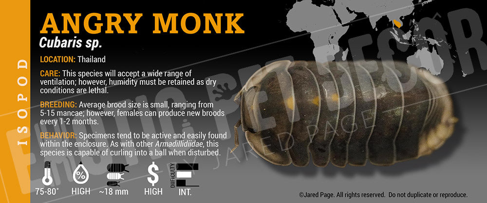 Cubaris sp 'Angry Monk' Isopod Cards and Enclosure Labels – Exotic Pet ...
