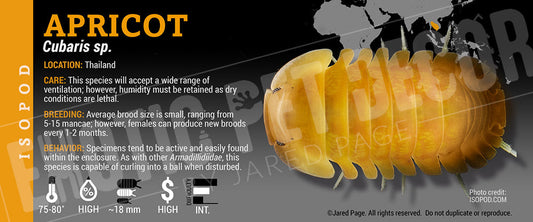 Cubaris sp 'Apricot' isopod label