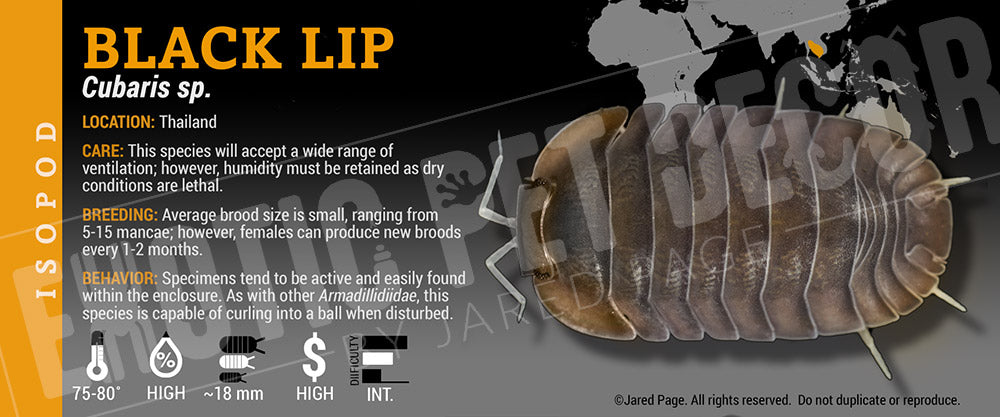 Cubaris sp 'Black Lip' isopod label