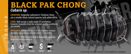 Cubaris sp 'Black Pak Chong' isopod