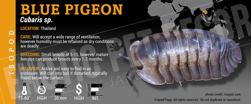 Cubaris sp 'Blue Pigeon' isopod label