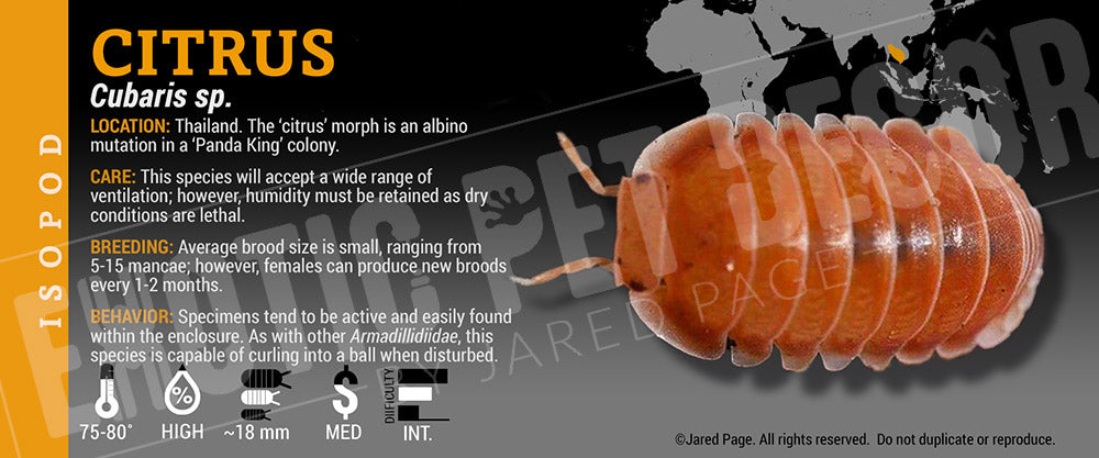 Cubaris sp 'Citrus' isopod label