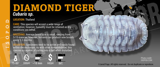 Cubaris sp 'Diamond Tiger' isopod label