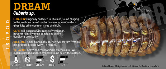 Cubaris sp 'Dream' isopod label