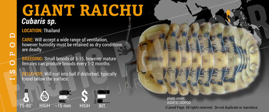 Cubaris sp 'Giant Raichu' isopod label