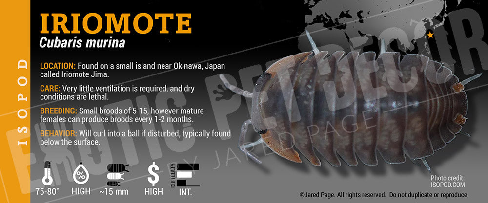 Cubaris murina 'Iriomote' isopod label