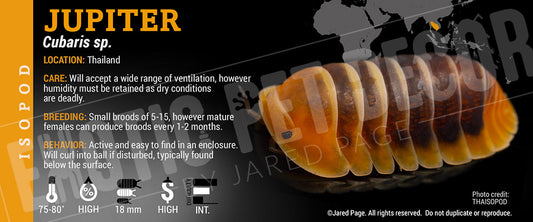 Cubaris sp 'Jupiter 2' isopod label