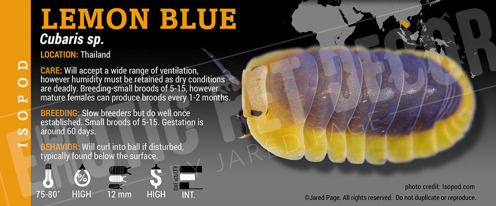 Cubaris sp 'Lemon Blue' isopod