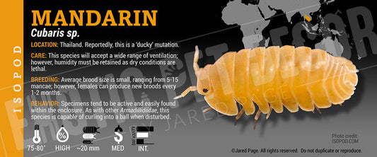 Cubaris sp 'Mandarin' isopod label