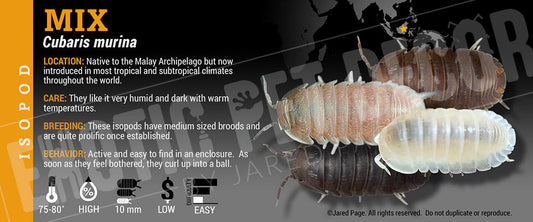 Cubaris sp 'Mix' isopod label