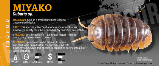 Cubaris sp 'Miyako' isopod label