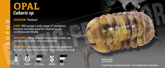 Cubaris sp 'Opal' isopod label