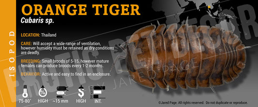 Cubaris sp 'Orange Tiger' isopod label