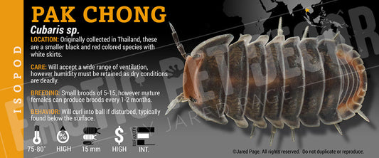 Cubaris sp 'Pak Chong' isopod label