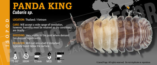 Cubaris sp 'Panda King' isopod label