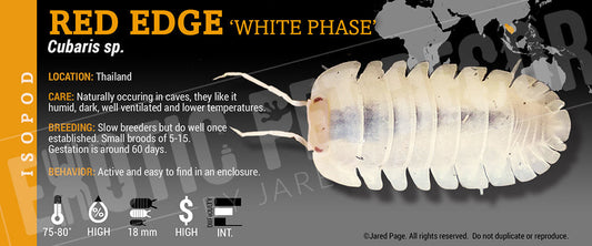 Cubaris sp 'Red Edge White Phase' isopod label