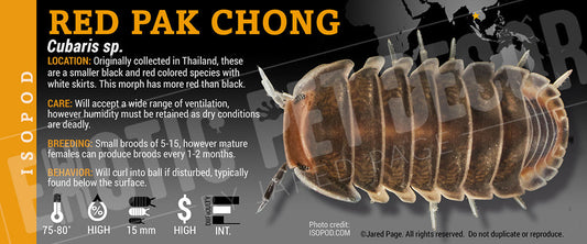 Cubaris sp 'Red Pak Chong' isopod label