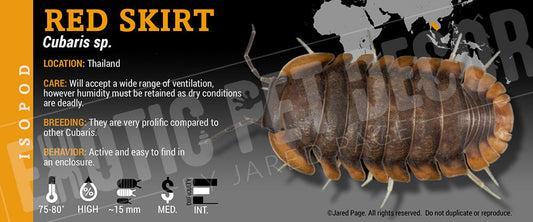 Cubaris sp 'Red Skirt' isopod label