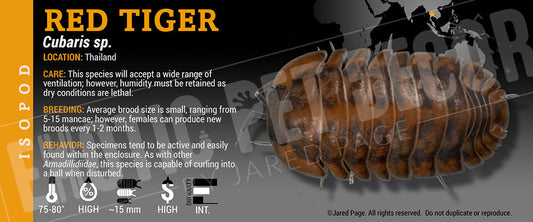 Cubaris sp 'Red Tiger' isopod label