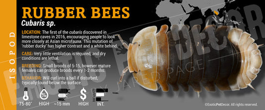 Cubaris sp 'Rubber Bees' isopod label