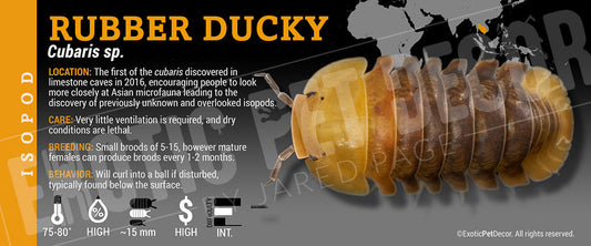 Cubaris sp 'Rubber Ducky' isopod label