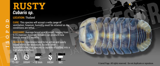 Cubaris sp 'Rusty' isopod label