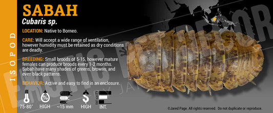 Cubaris sp 'Sabah' isopod label