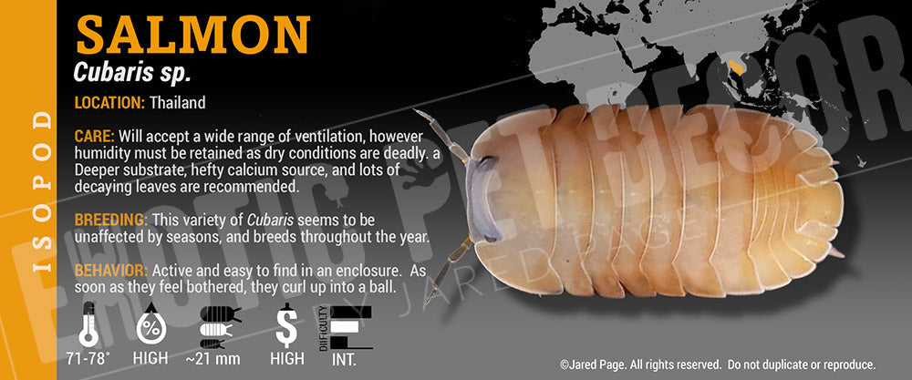 Cubaris sp 'Salmon' isopod