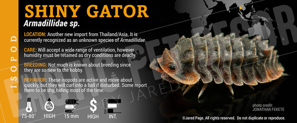 Cubaris sp 'Shiny Gator' Isopod Cards and Enclosure Labels – Exotic Pet ...