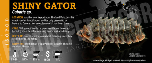 Cubaris sp 'Shiny Gator' isopod label