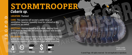 Cubaris sp 'Stormtrooper' isopod label