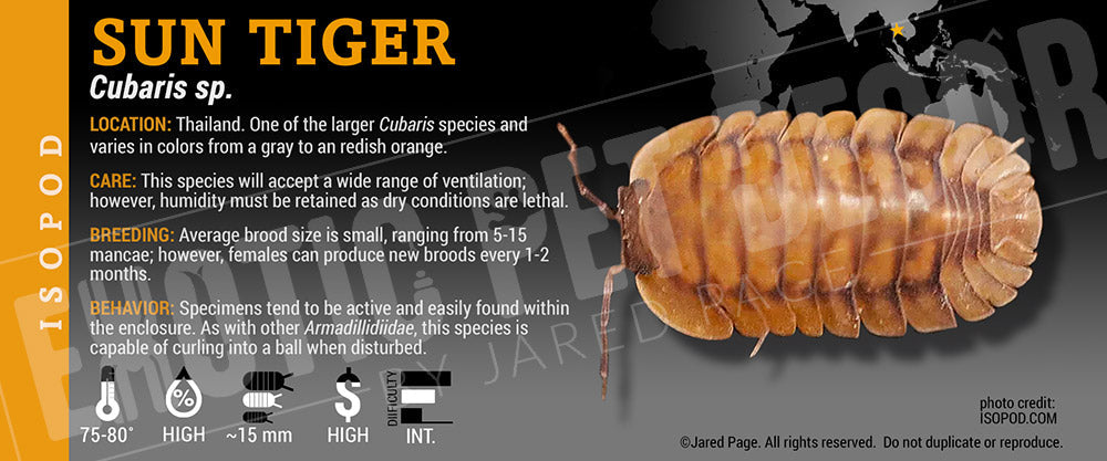 Cubaris sp 'Sun Tiger' isopod