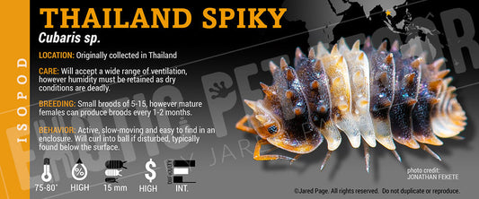 Cubaris sp 'Thailand Spikey' isopod label