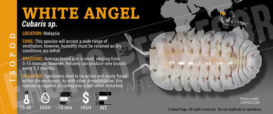 Cubaris sp 'White Angel' isopod label