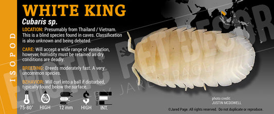 Cubaris sp 'White King' isopod label