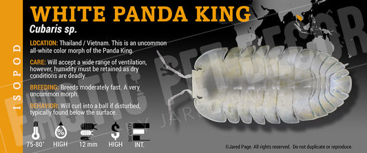 Cubaris sp 'White Panda King' isopod label