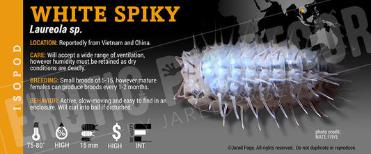 Cubaris sp 'White Spikey' isopod label