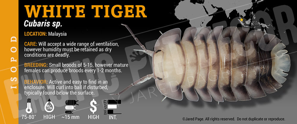 Cubaris sp 'White Tiger' isopod