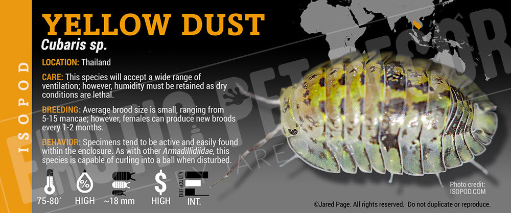 Cubaris sp 'Yellow Dust' isopod