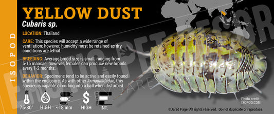 Cubaris sp 'Yellow Dust' isopod label