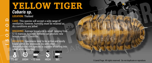 Cubaris sp 'Yellow Tiger' isopod label