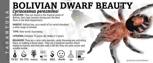 Cyriocosmus perezmilesi 'Bolivian Dwarf Beauty' Tarantula